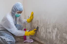 Why You Should Choose Our Mold Remediation Services in Knob Noster, MO